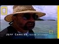 Wild Chronicles: Nurse Sharks