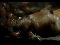 Exploring the World of Termites