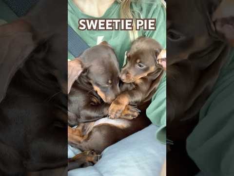 so sweet #minidachshund #puppy #dachshundpuppy #dachshund #cutedog #cutepuppy #cute #dog #dogs #love
