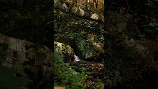 Hidden Forest Waterfall