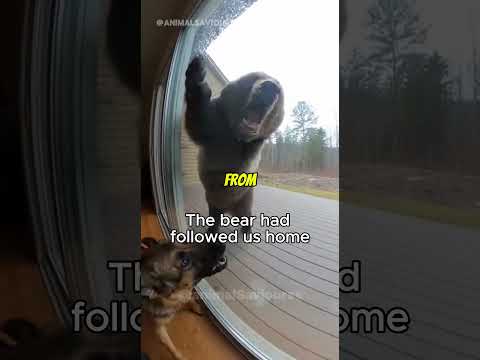 My dog chased away a bear... but it came back and did this!