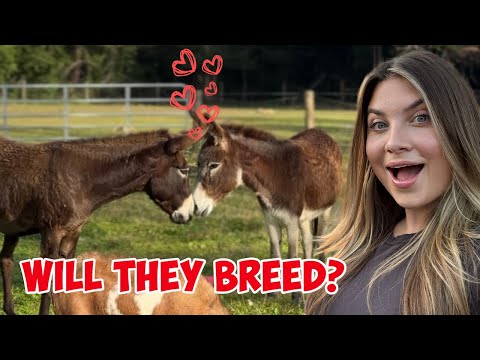 Will they breed? Putting my donkeys together