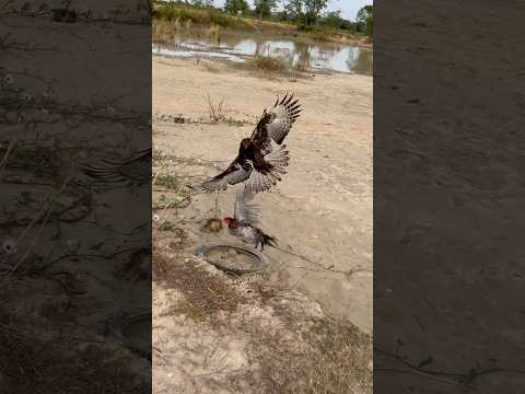 Hawk Eagle was hunt a big bird for their food 🦅#comment #like #youtubeshorts #subscribe #shorts