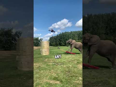 This elephant took all of the man's bananas 😂❤️