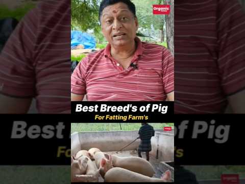 🥰Pig Varieties❤️✨