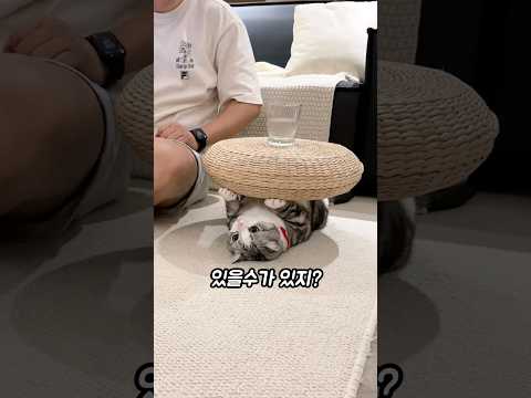 나만의 고양이 테이블 만들기