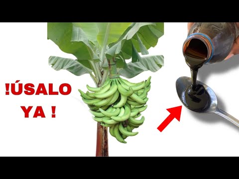 TRUCO INCREÍBLE CRECERÁ MIL VECES MÁS RÁPIDO
