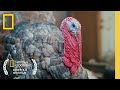 Understanding Fred the Turkey's Life