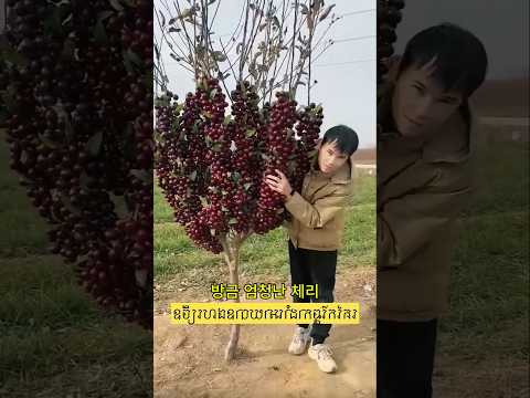 ํ์ฑํ ์ฒด๋ฆฌ ์ํ์ ์ํ ์ฌ๋ฐฐ ๋ฐฉ๋ฒ