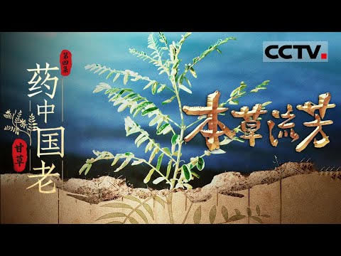 《本草流芳》04 药中国老：荒野中的“药中国老”与百毒解药【CCTV纪录】