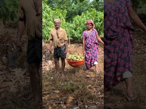 Cocoa Harvest #shorts