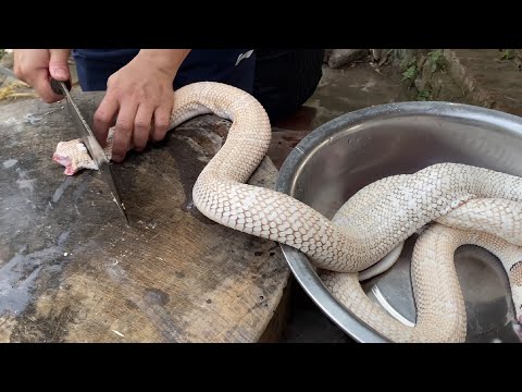 Cách làm lẩu Rắn Hổ Mang siêu ngon | Cao, Mật rắn ship tận nhà