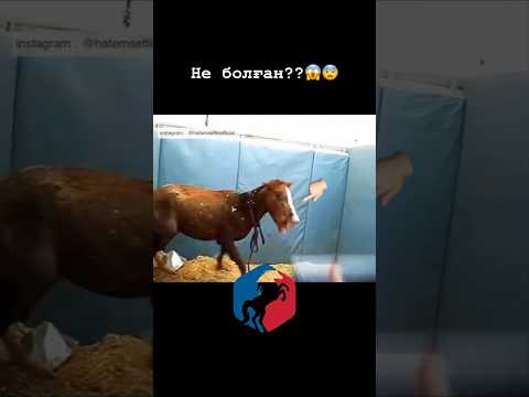 Емі бар ма мынаның 😱 #рекомендации #kokpar #сезон24 #лошади