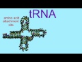 tRNA and mRNA Functions in Protein Synthesis