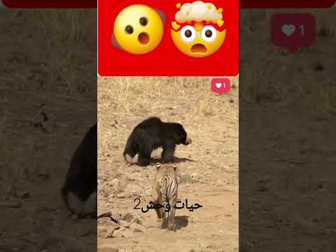 Bear and tiger fight🤯🫨 کدوم برنده میشه؟ خرس یا پلنگ؟#tiger #bear #viralvideo