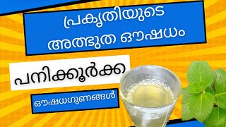 പനിക്കൂർക്ക എന്ന പ്രകൃതിയുടെ അത്ഭുത ഔഷധം | Health Tips Malayalam | Ayurveda | Arogyam | Health Care