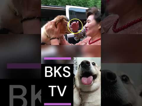 This Helpless Dog was Saved by the Beautiful Neighbours ?? #love #dog #tuffy #shorts #pets #doglover