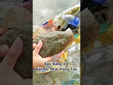 videos đi bắt hải sản #510 bắt hải sản ở biển Vũng Tàu Phải đi vào lúc nước rút.