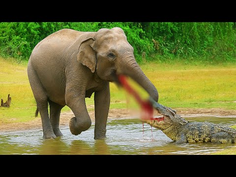 #elephantattack The elephant who went to the water where there are fierce crocodiles,