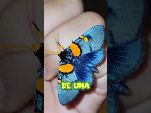 ASSIM É A BOCA ASSUSTADORA DE UMA BORBOLETA POR DENTRO! 👄🦋 #shorts #youtubeshorts #youtube