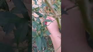 Alhamdulillah Bisa Panen Cabe Lagi