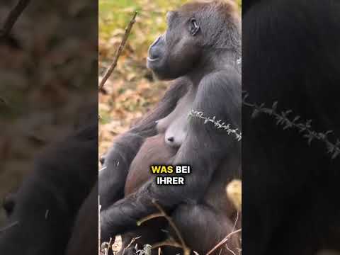 Der Gorilla! #ad #fürdich #shortvideo #storytime #shorts #story #midnights #foryou #gorilla