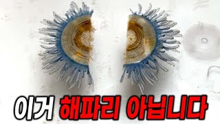 (충격주의) 푸른우산관해파리를 반으로 자르면 나타나는 현상 ㄷㄷ