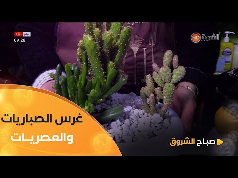 المختصة في النباتات #سارة_أحريز..هذه طريقة غرس باقة من نباتات الصبريات والعصريات