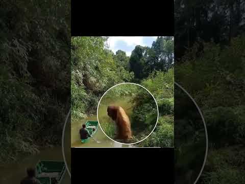 Orangutan Collects the Forest Tax