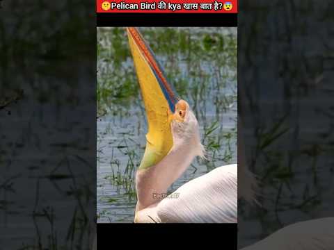 White Pelican Pouch ka Secret 😨 #respect #viral #shorts
