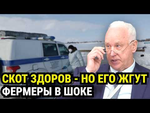 ПРИКАЗ, КОТОРОГО НЕТ! Кто незаконно УНИЧТОЖАЕТ тысячи коров по всей Сибири?