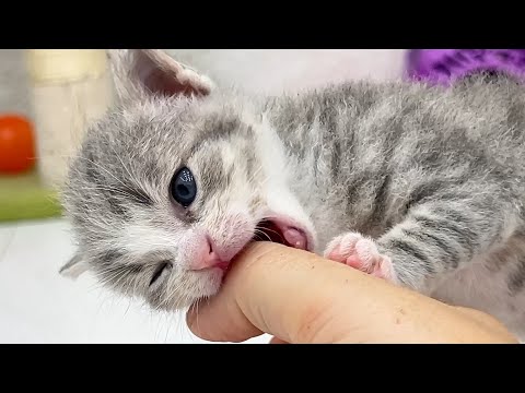 Why is such a cute kitten biting my finger?