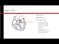 Cardiac Blood Flow and Functions