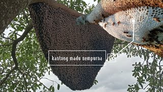 SARANG LEBAH MADU SEMPURNA ||MADU HUTAN ALASSUMATRA 