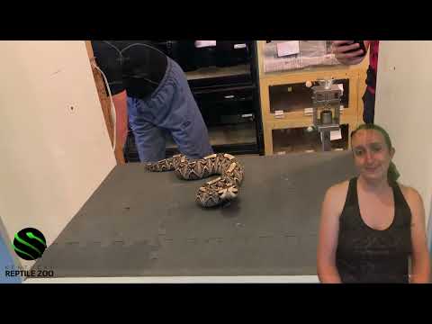 The FAMOUS Gaboon Viper - Explanation Extractions with Kat! #venomislife #kyreptilezoo #snakes