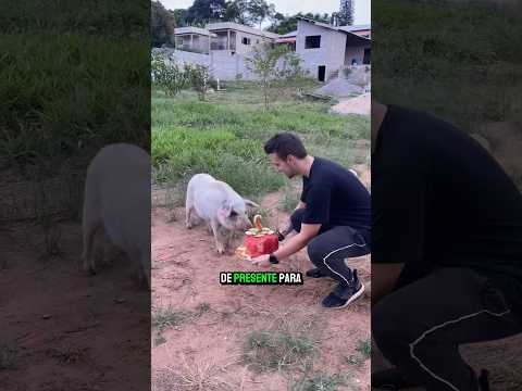 FIZ UM BOLO PRO MEU PORCO!! 🐷 #shorts