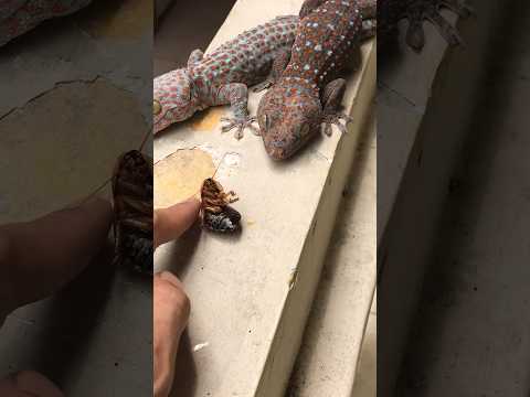 Con tắc kè và gián #kucing #gecko #tokek #bebek #tắc_kè #ondel #ikan #sapi #kucinglucu @cucutv9029