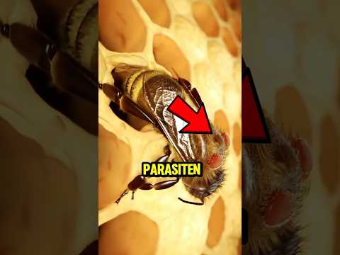 Größter Feind der Honigbienen 🍯😨