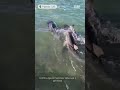 Comportamiento y Guía de Delfines