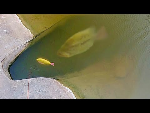 This CRAZY SWIMBAIT catches MONSTERS!!