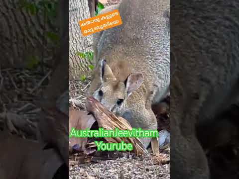 Kangaroos attacking crops part 2 | ബുദ്ധിമാൻ കങ്കാരു  #kangaroo