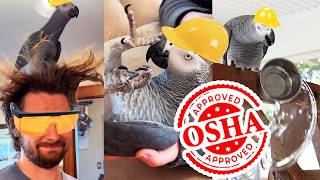 Rating Apollo's Workplace Safety Violations