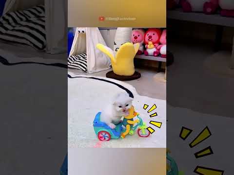 Cats Get Ready for Vacation #animals #wildanimals #wildlife #love #cute #pets