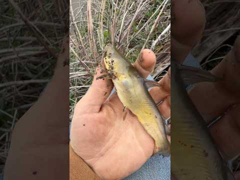 Catching fish with primitive tools #fishing #survival
