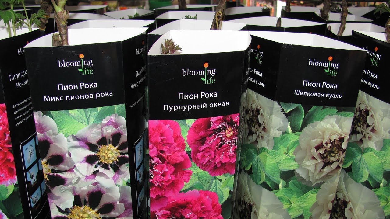 Саженцы и луковицы из магазинов ОБИ, Ашан, Леруа Мерлен. Как сохранить растения из магазина