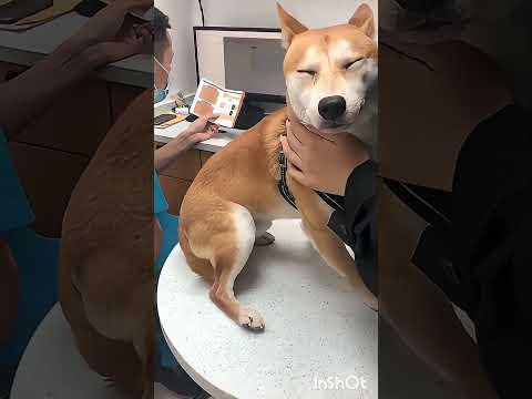 Собаки и врачи #юмор #приколы