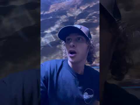 Encontrar el Pez Más Caro en el Acuario