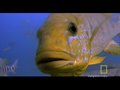 Terrapin and Cichlids Interaction Analysis