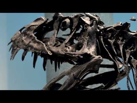 YouTube video thumbnail: Rare Young Dinosaur Fossil is one of the Most Expensive Ever Auctioned 