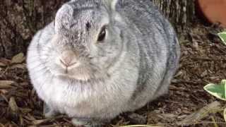 Bunny Face